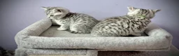 British Shorthair cats for sale: GCCF Registered British Shorthair Kittens in Spennymoor - Advert 1