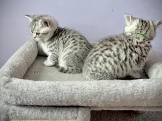 British Shorthair cats GCCF Registered British Shorthair Kittens - Advert 17