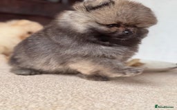 Pomeranian dogs for sale: Teddy Face Pomeranian Champion European Bloodline  - Image 6
