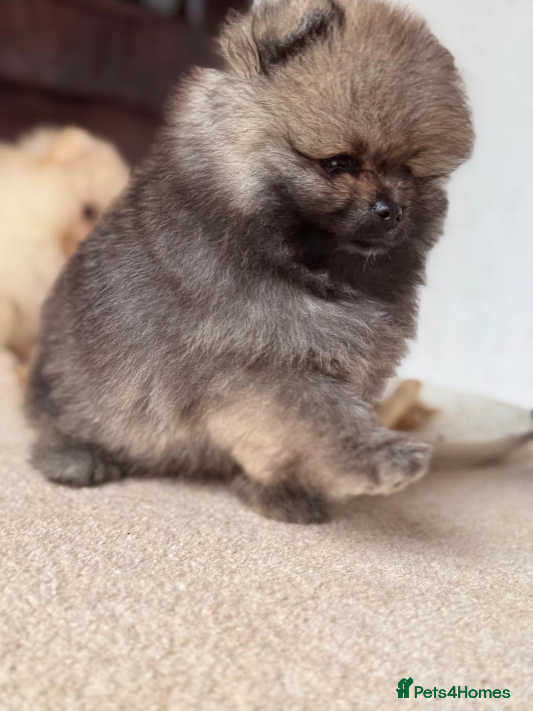 Pomeranian dogs for sale: Teddy Face Pomeranian Champion European Bloodline  - Image 6