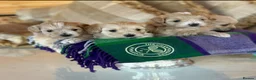 Maltipoo dogs for sale: Tiny prestige champion Asian Russian Maltipoos💜 - Advert 10