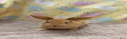 Mixed Breed rabbits for sale: Mixed Mini Lop Crosses - Advert 2