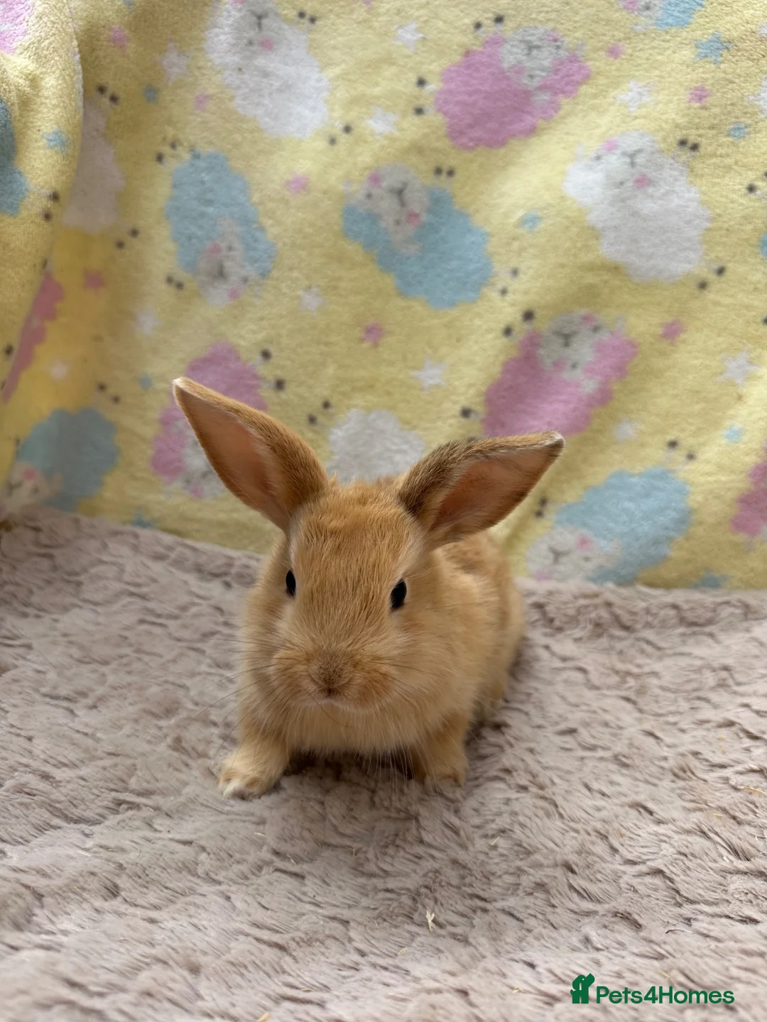 Mixed Breed rabbits for sale: Mixed Mini Lop Crosses - Advert 2