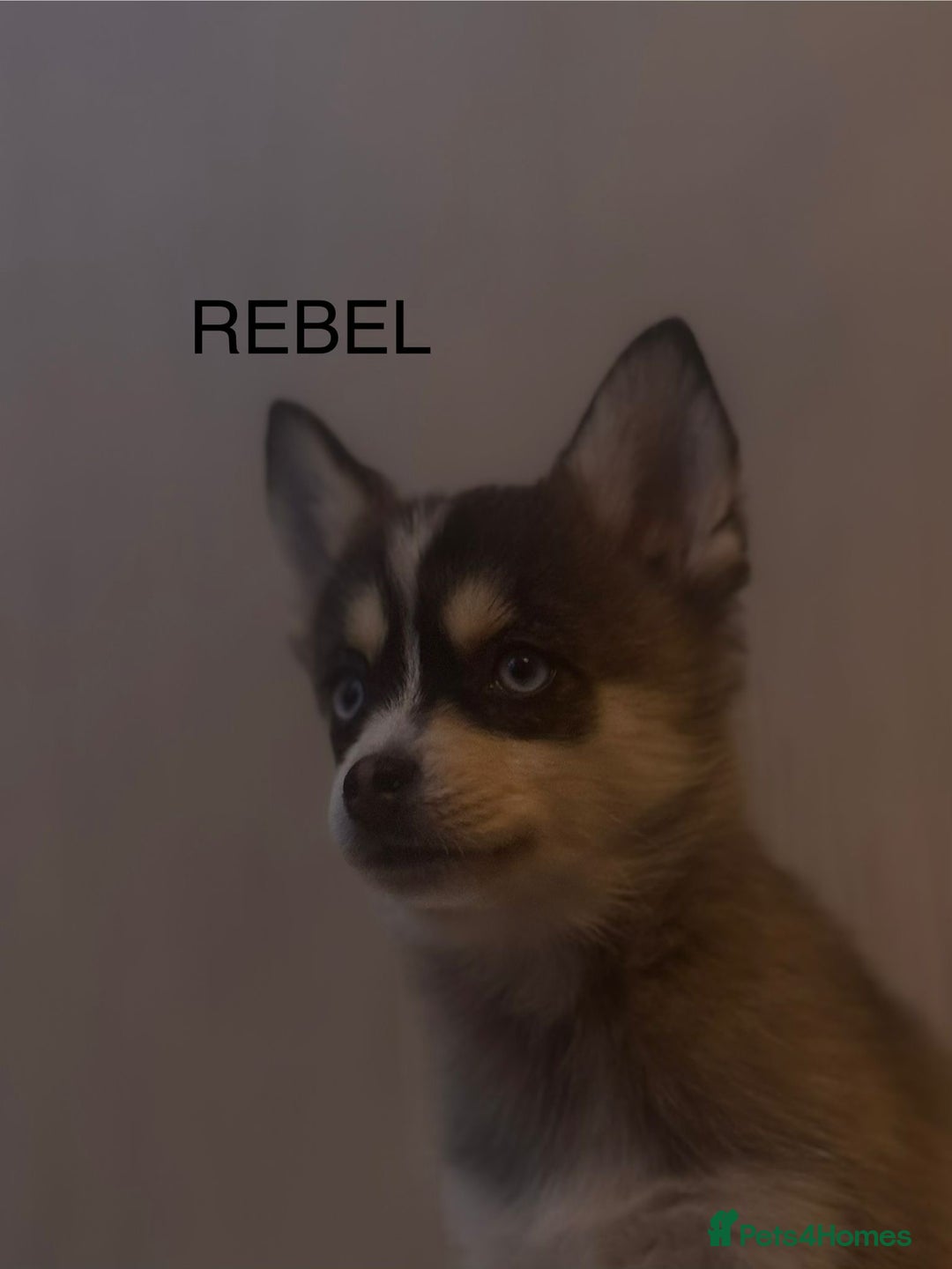 Pomsky dogs for sale: 2 Boys leftStunning Blue eyed F4 Pomsky pups - Advert 7