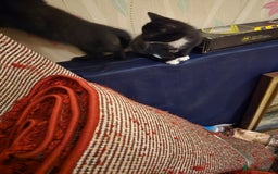 Mixed Breed cats for sale: 5 BEAUTIFUL KITTENS LOOKING NEW HOME  - Image 27