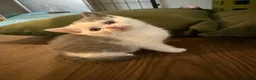 British Shorthair cats for sale: Rare Lilac, Cream & Blue Bicolour BSH kittens - Advert 9