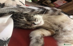 Bengal cats for sale: Beautiful half bengal kittens  - Image 39