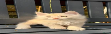 Maine Coon 2