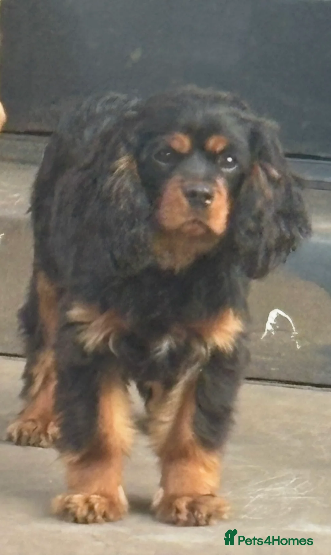 Cavalier King Charles Spaniel dogs for sale: Male KC Health Tested Cavalier for sale  - Advert 3