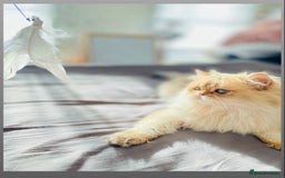 British Longhair cats for stud: 🐾🐾🐱Pretty boy looking for a girl 🐱🐾🐾 in Luton - Image 6