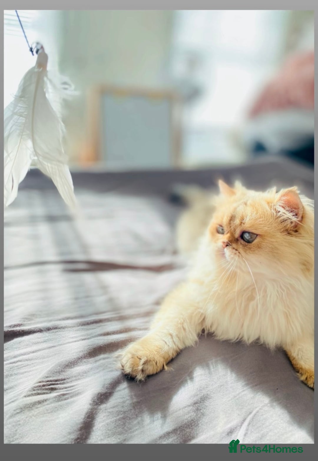 British Longhair cats for stud: 🐾🐾🐱Pretty boy looking for a girl 🐱🐾🐾 in Luton - Image 6