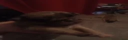 Pug dogs for sale: Pug Puppies in Stevenage - Advert 4