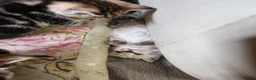 Mixed Breed cats for sale: Kittens for sale - Advert 11