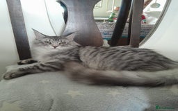 Maine Coon cats for sale: black silver classic tabby polydactyl girlTICA MC - Advert 1