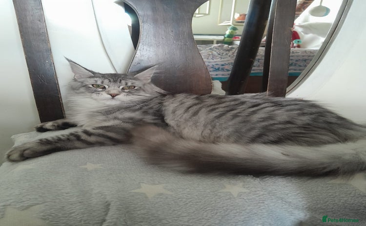 Maine Coon cats black silver classic tabby polydactyl girlTICA MC - Advert 1