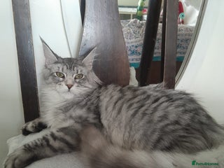 Maine Coon cats black silver classic tabby polydactyl girlTICA MC - Advert 1