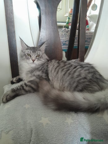 Maine Coon cats black silver classic tabby polydactyl girlTICA MC - Advert 2