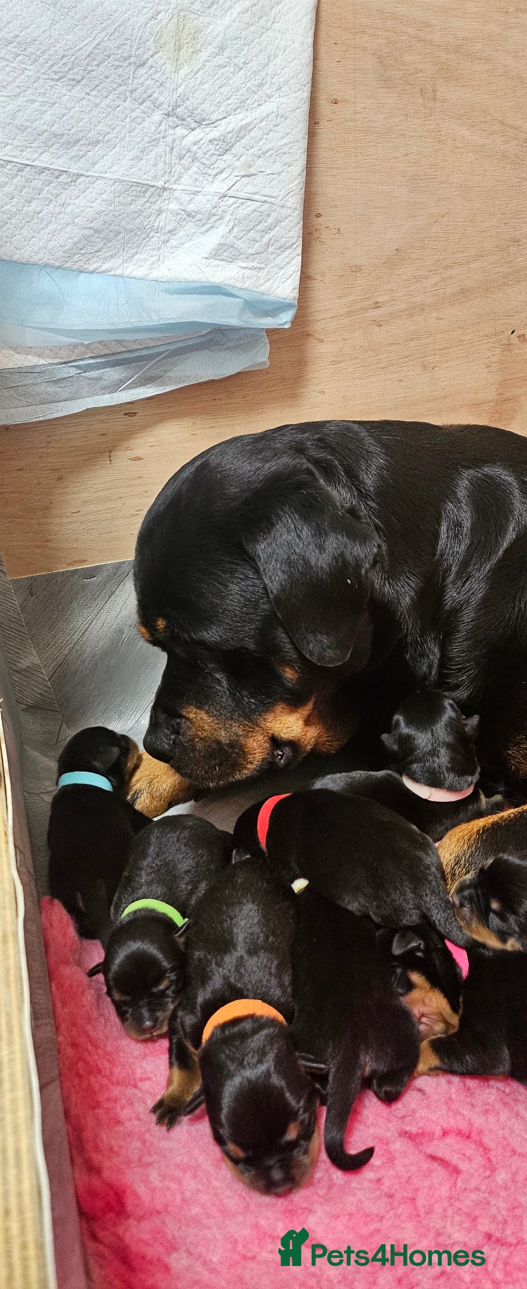Rottweiler dogs for sale: Suberbly bred pedigree rottweiler puppies  - Advert 3