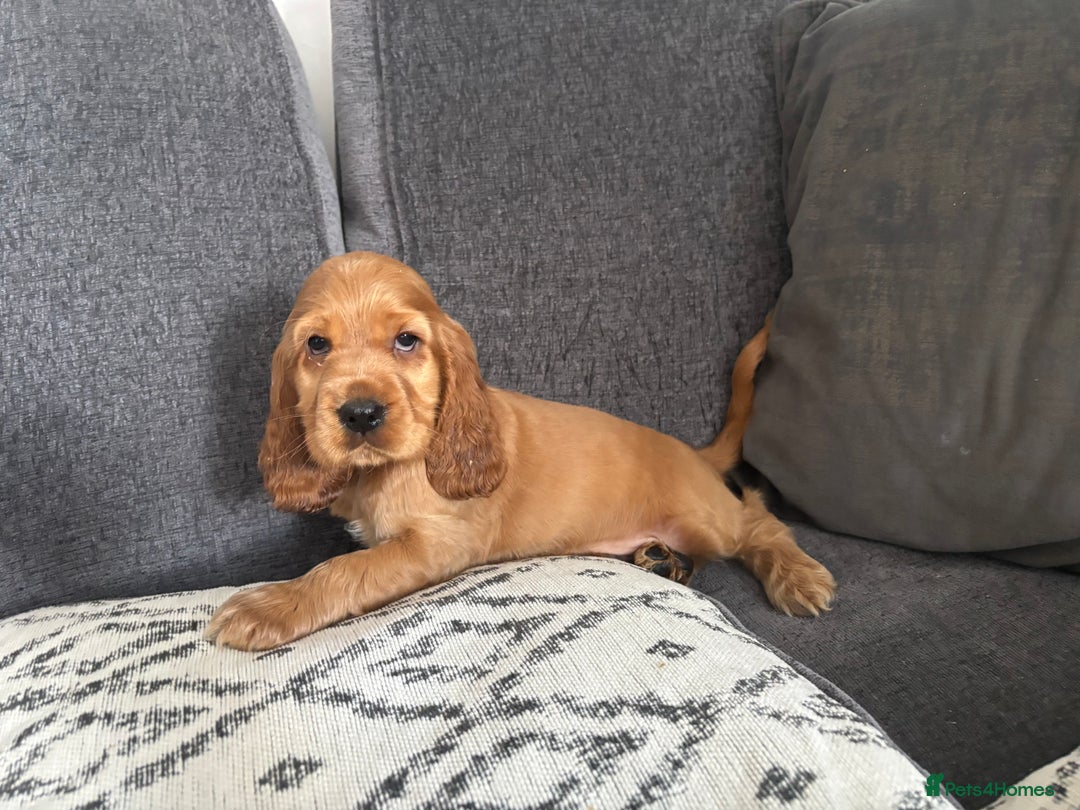 Cocker Spaniel dogs for sale: Beautiful show type cocker spaniel puppies - Image 13