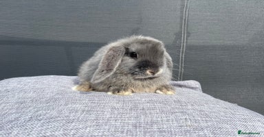 Mini Lop rabbits - Advert 8