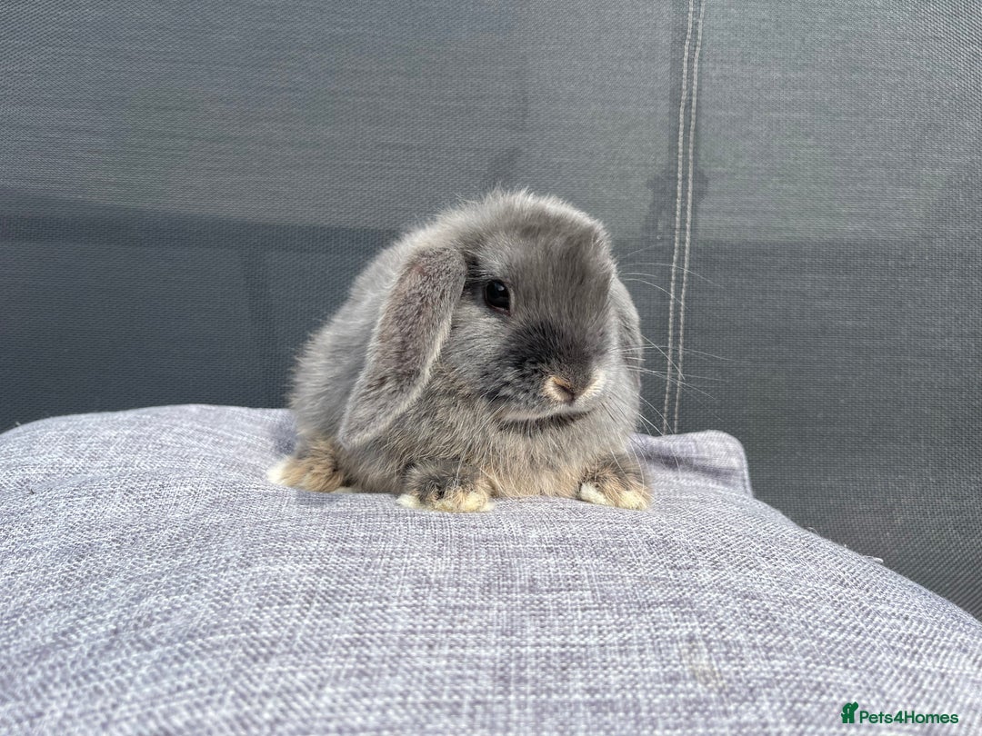 Mini Lop rabbits for sale: Mini Lops Ready to Leave Now! - Image 2