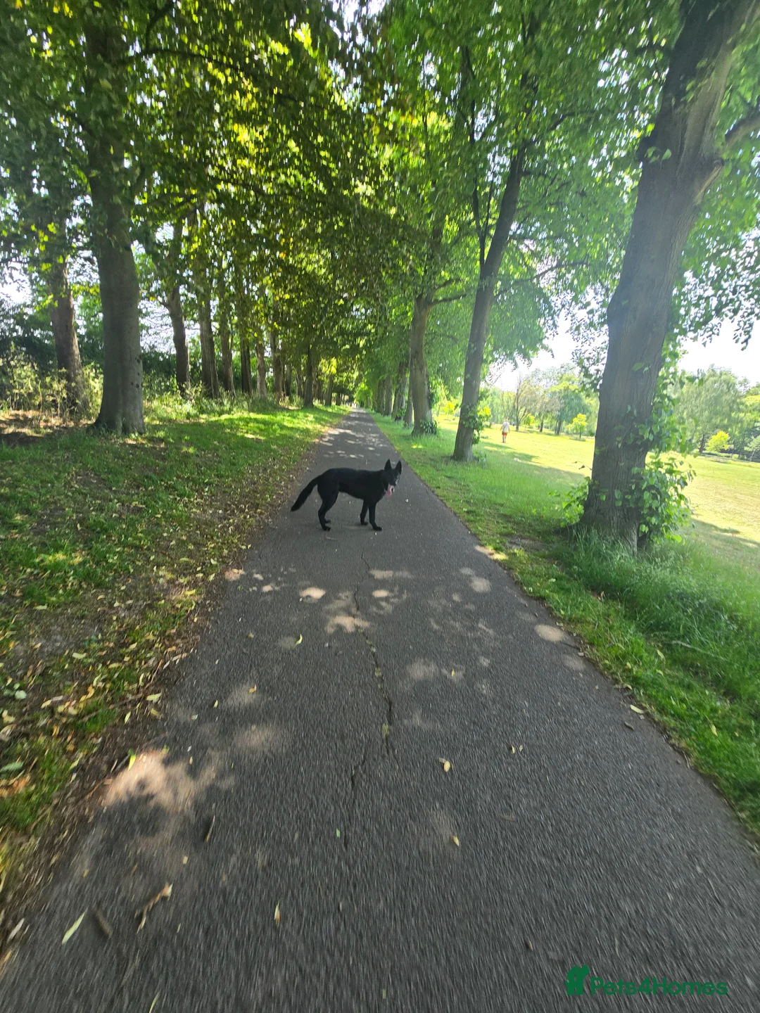 German Shepherd dogs for stud: PROVEN- BLACK-GERMAN SHEPHERD AVAILABLE FOR STUD in Walsall - Advert 18