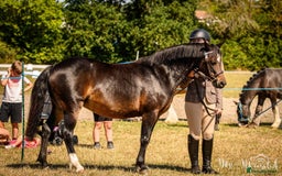 Welsh Section B horses for sale: 13 hh Welsh B Mare  - Image 1