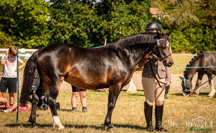 Welsh Section B horses - Advert 14