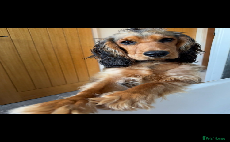 Cockapoo dogs - Advert 9