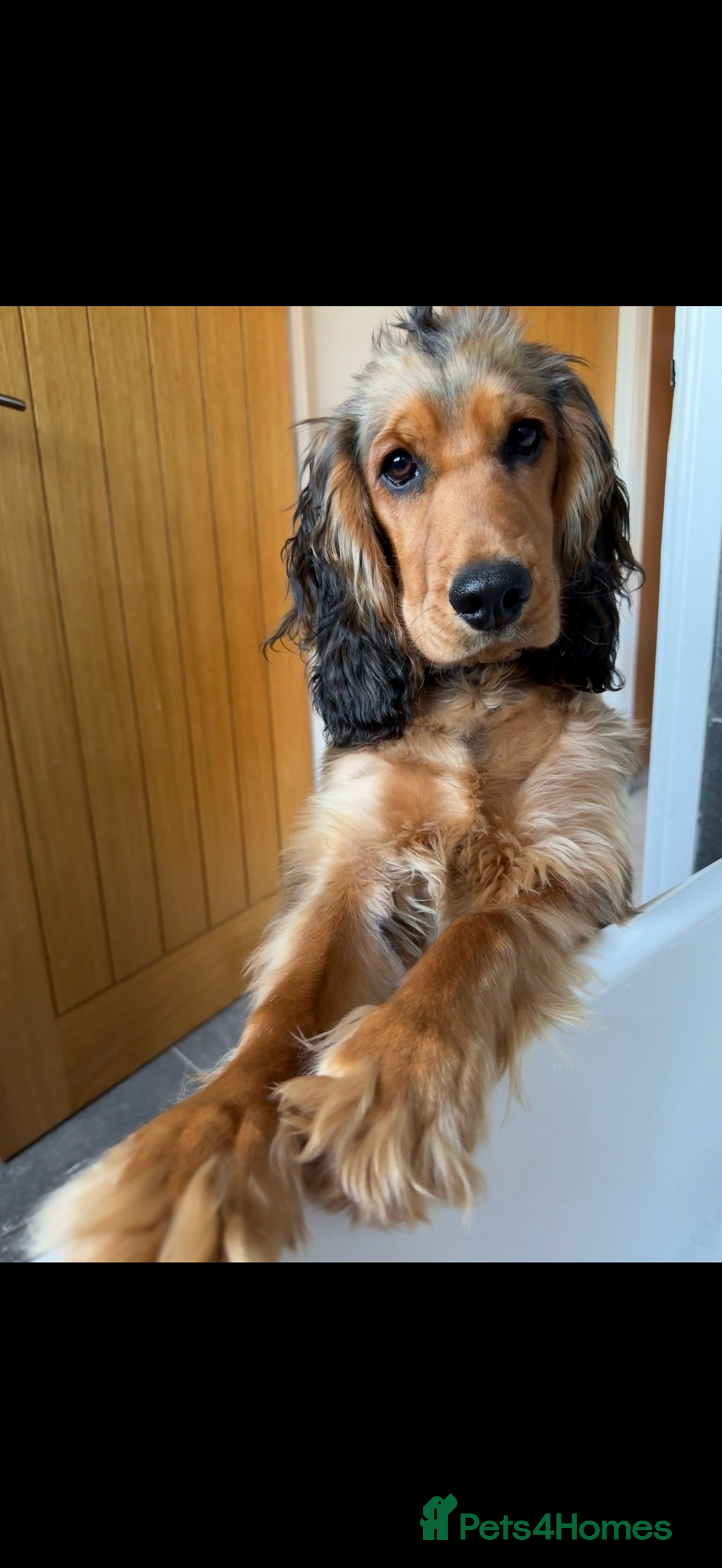Cockapoo dogs for sale: Cockapoo for sale - Image 1