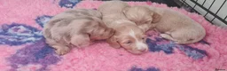 Miniature Dachshund dogs for sale: Miniature Dachshund  - Advert 18