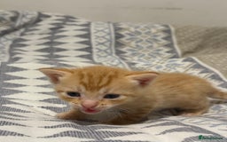 Domestic Shorthair cats for sale: Our babies looking for their forever lovely home - Image 7