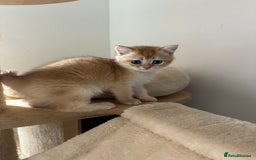 British Shorthair cats for sale: GCCF BSH Last Chocolate Golden Female Kitten Left - Image 32