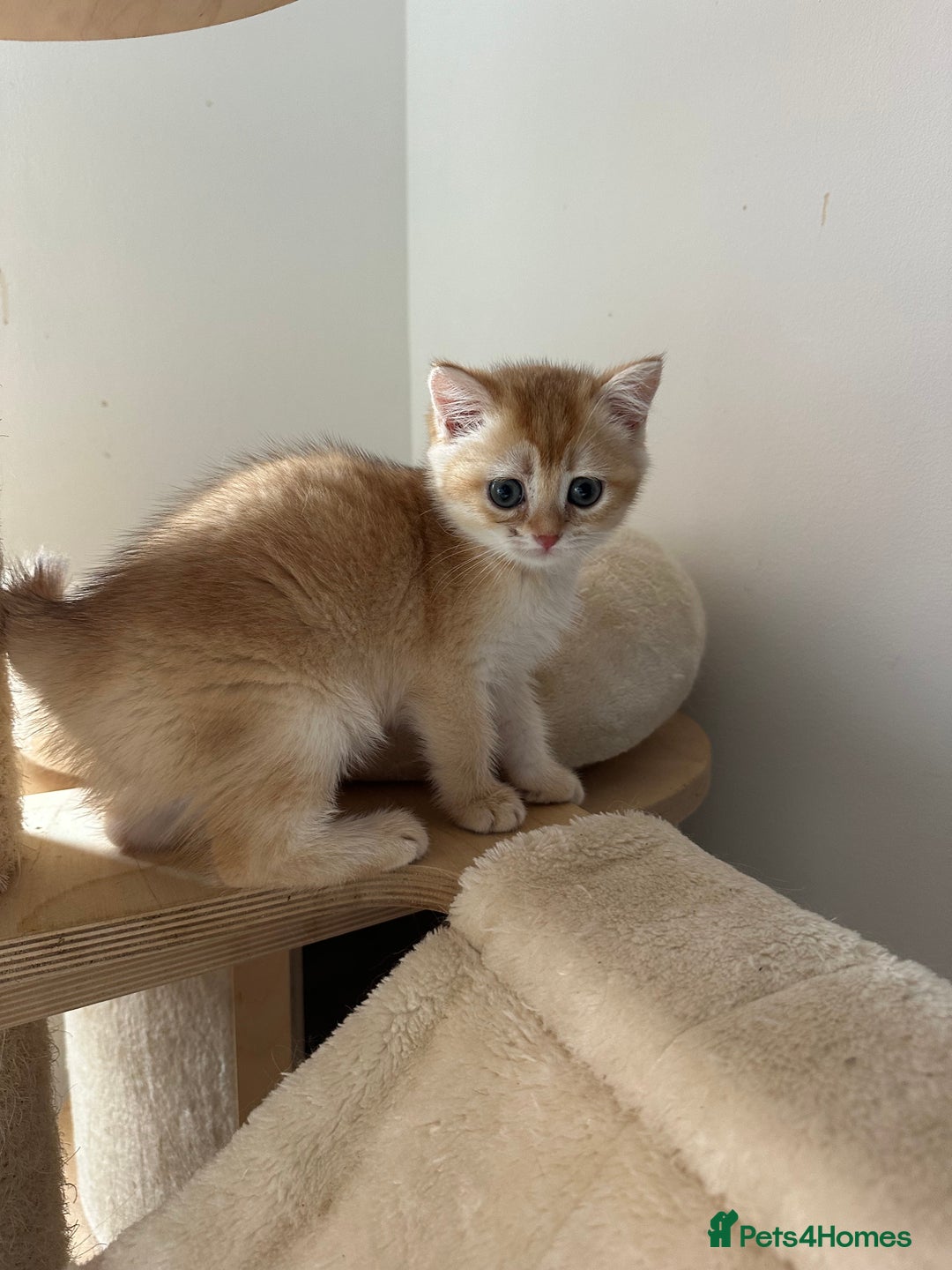 British Shorthair cats for sale: GCCF BSH Last Chocolate Golden Female Kitten Left - Image 32