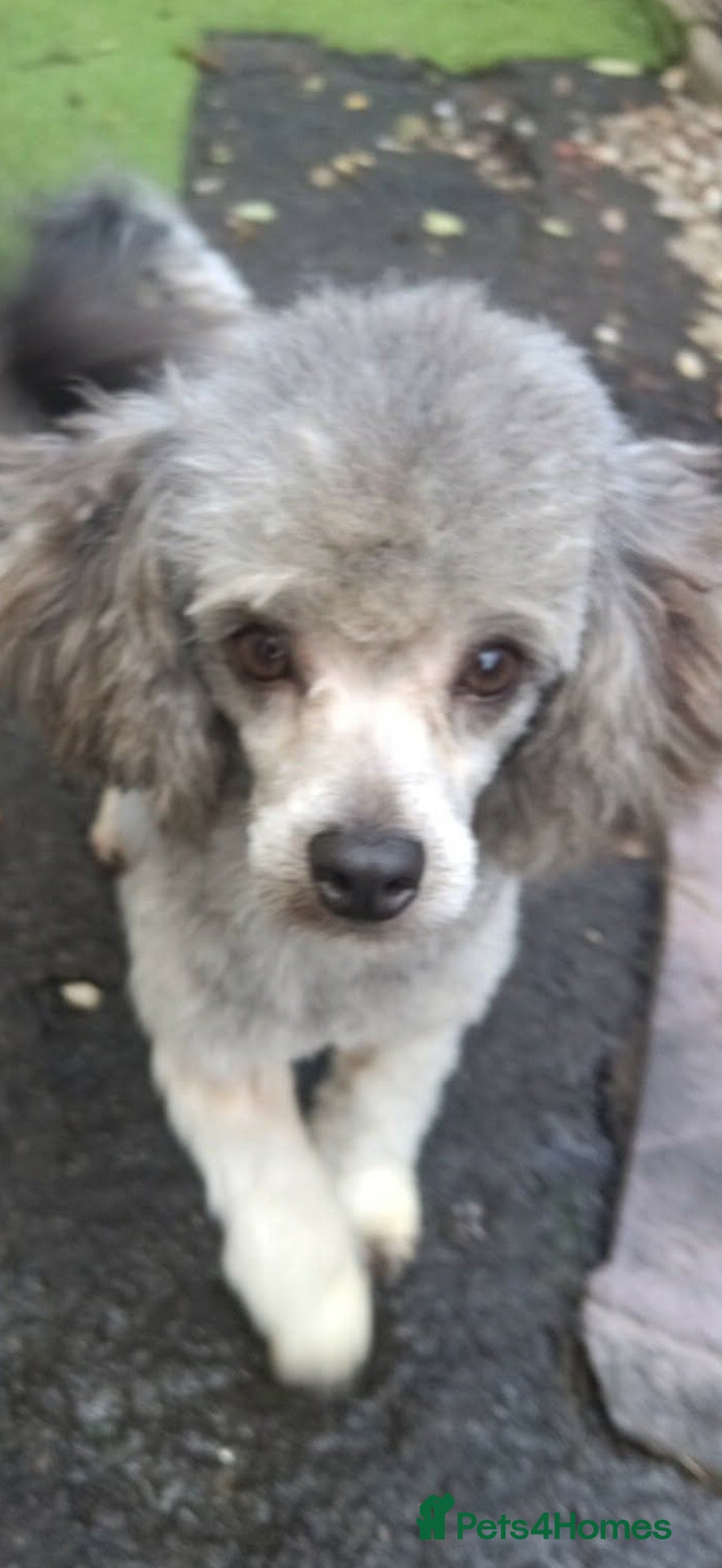 Miniature Poodle dogs Stunning silver miniature poodle  - Advert 1
