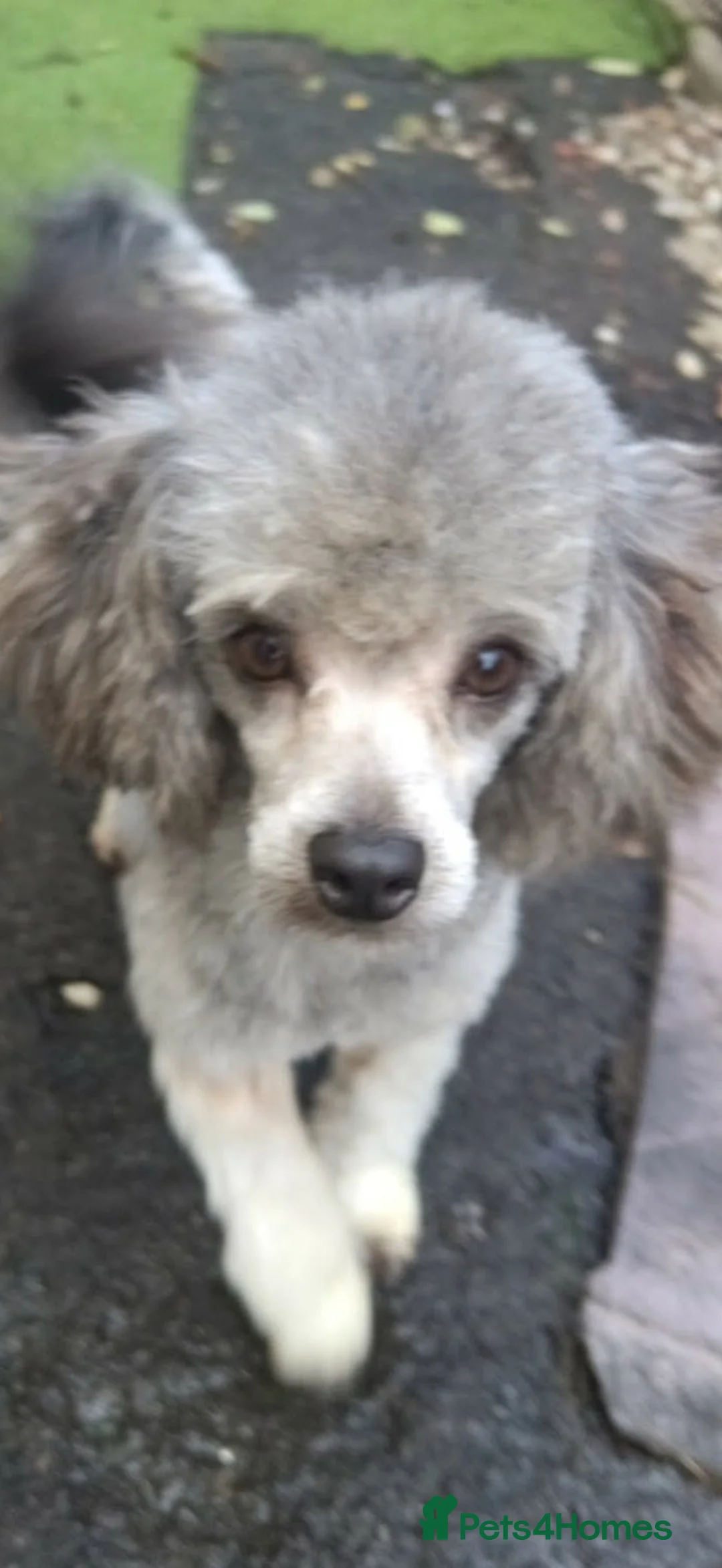Miniature Poodle dogs for sale: Stunning silver miniature poodle  - Advert 1