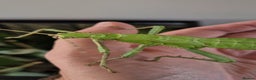 Stick Insects invertebrates for sale: Live stick insects and eggs - Advert 4