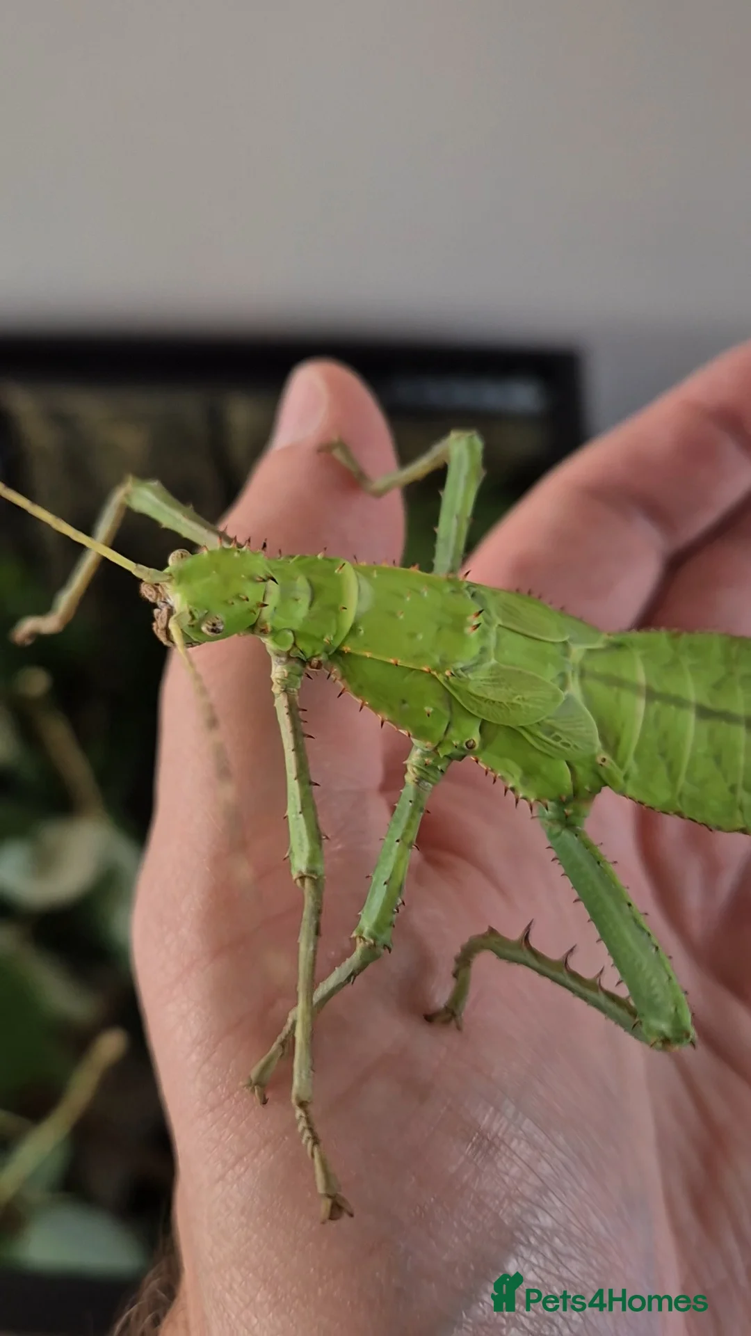 Stick Insects invertebrates for sale: Live stick insects and eggs - Advert 5