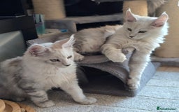 Maine Coon cats for sale: Large Silver Shaded Maine Coon kittens  - Image 12