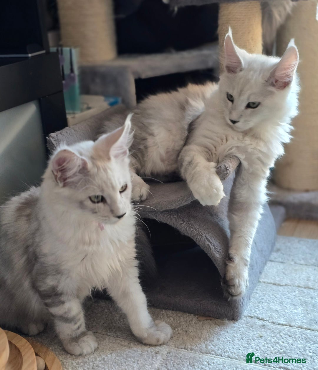 Maine Coon cats for sale: Large Silver Shaded Maine Coon kittens  - Image 12