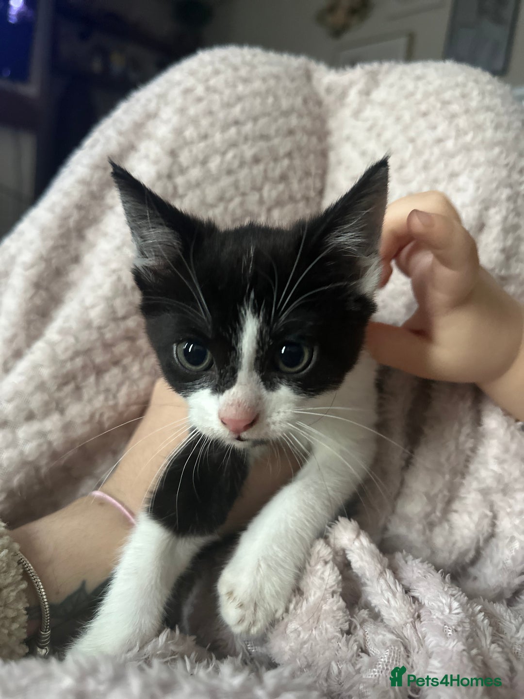 Mixed Breed cats for sale: Beautiful kittens needing home - Advert 3