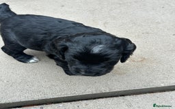 Cocker Spaniel dogs for sale: Working Cocker Spaniel Puppies  - Advert 3