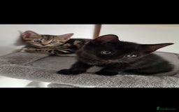 Mixed Breed cats for sale: Beautiful mix bengal kittens. - Image 1