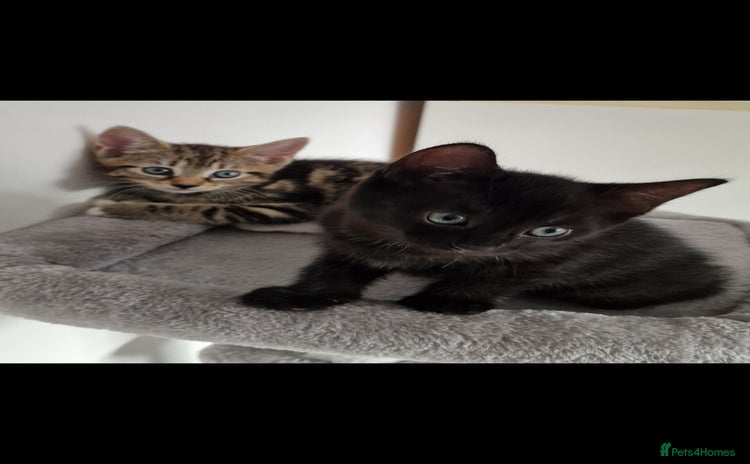 Mixed Breed cats - Advert 9
