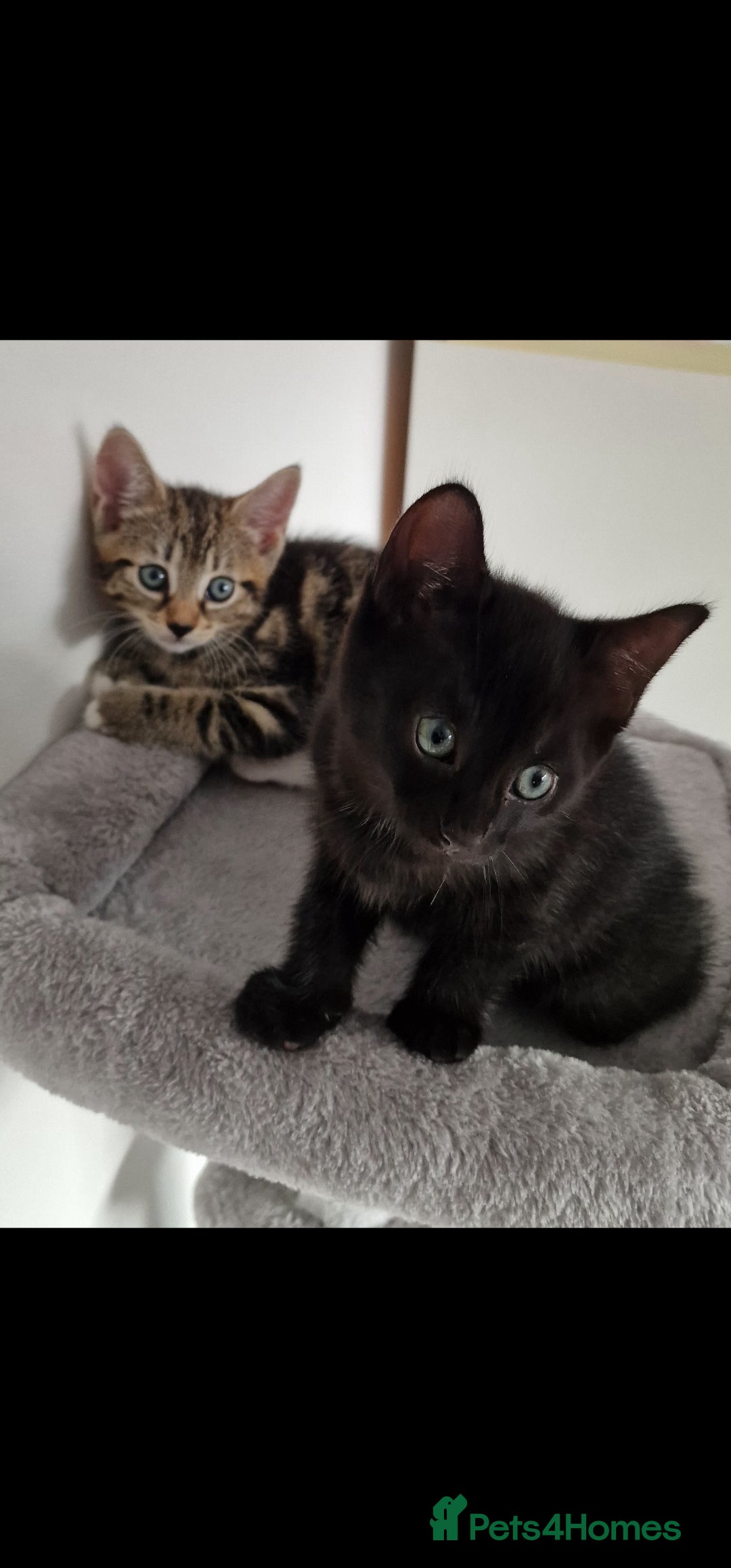 Mixed Breed cats for sale: Beautiful mix bengal kittens. - Image 1