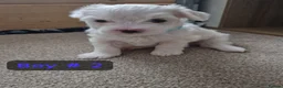 Bichon Frise dogs for sale: 3 bichions for sale - Advert 8