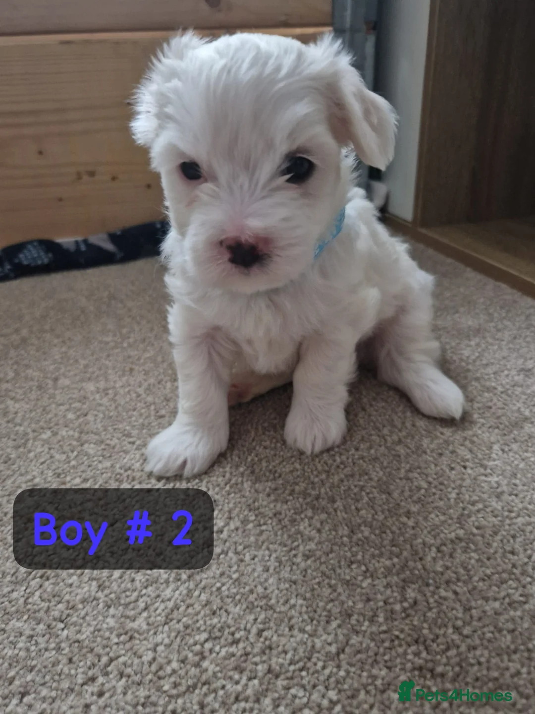 Bichon Frise dogs for sale: 3 bichions for sale - Advert 8
