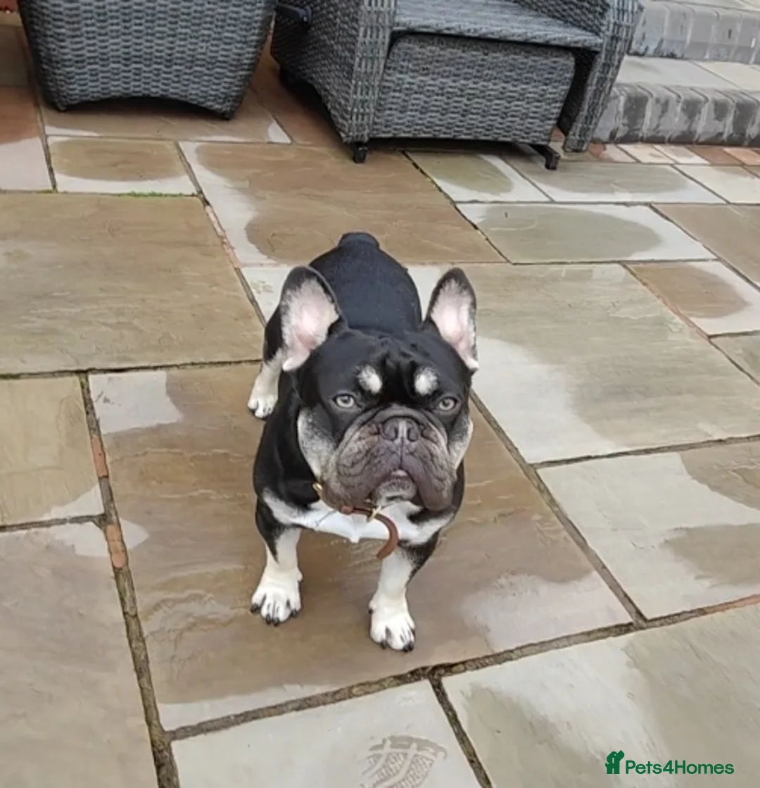 French Bulldog dogs for stud: THE GREAT MAMBA in Stafford - Advert 8