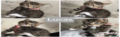 Lucas