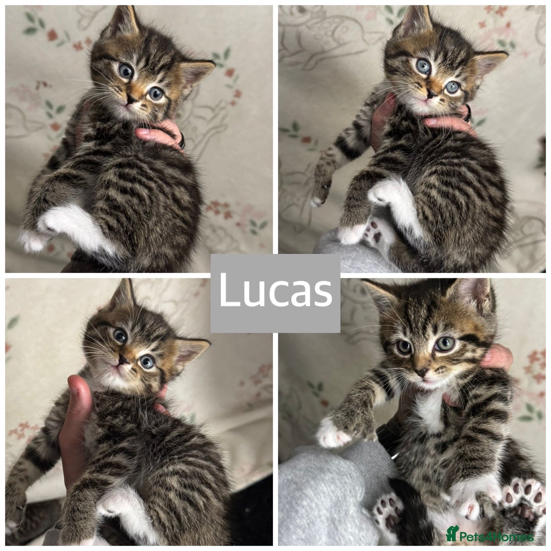 Mixed Breed cats for sale: Pretty Kittens For Sale - Advert 4